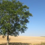 Noce al bordo di campi di cerali | Foto E. Bo